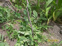 /album/proceso/a100-1958-copiar-jpg/